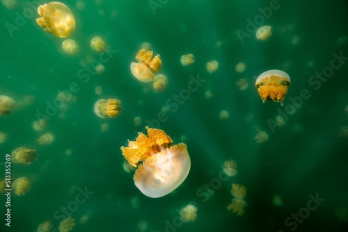 Beautiful shot of Jellyfish Lake-a marine lake located on Eil Malk island in Palau photo