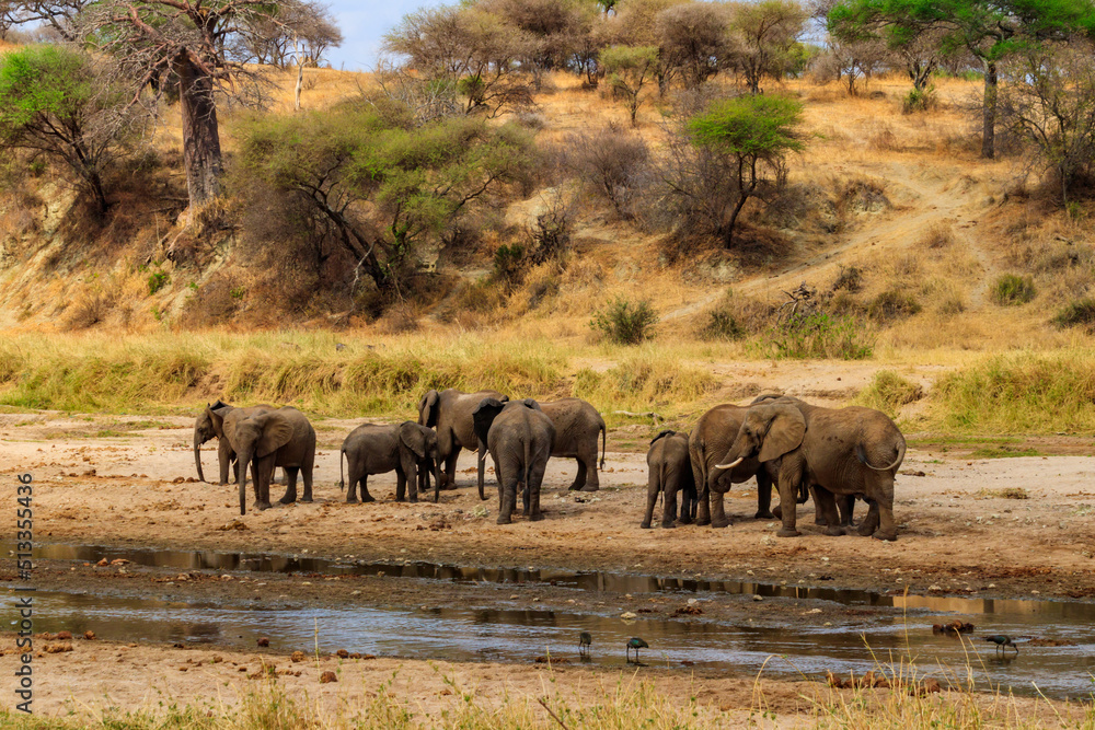 Herd of african elephants at the Tarangire river in Tarangire National Park, Tanzania Herd of african elephants at the Tarangire river in Tarangire National Park, Tanzania