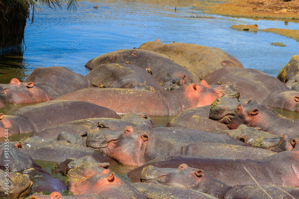 Fototapeta premium Group of hippos (Hippopotamus amphibius) in a river in Serengeti National Park, Tanzania. Wildlife of Africa