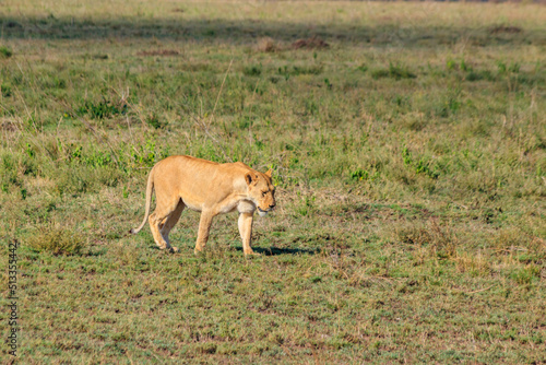 Lioness  Panthera leo  walking in savannah in Serengeti national park  Tanzania