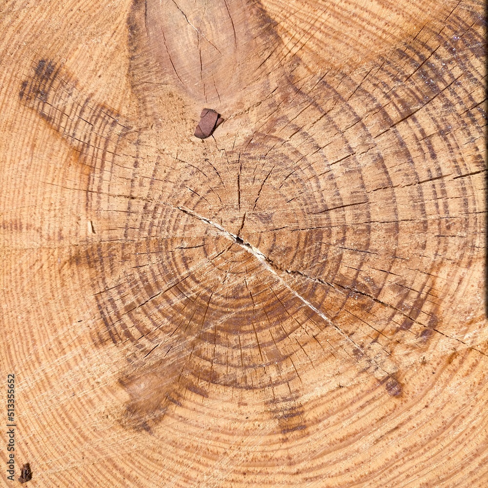 Old tree rings weathered wood texture with the cross section of a cut