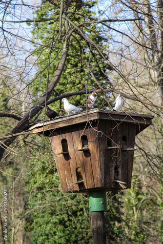 Tauben sitzen am Eingang zum Taubenhaus. Taubenhaus auf einem Pfahl. 