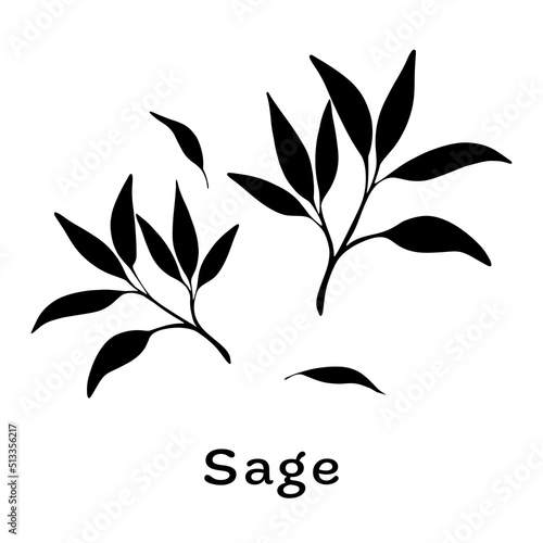 Black sage leaves on white background. Minimalistic botanical elements for cosmetics. Hand-drawn design concept.