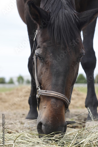 Koń jedzący trawę głowa © Seance_Photo_Sylwia