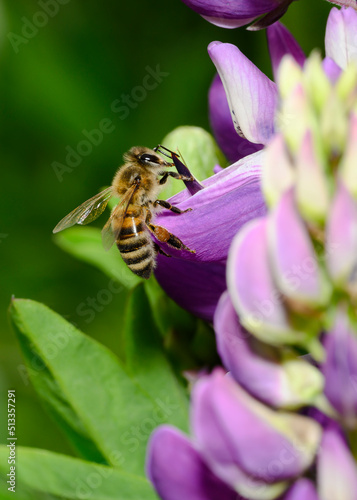 A bee with a bag of honey on purple lupin flowers