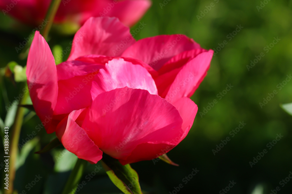 Close-up of fine-leaved pink peony (Scarlet Tanager ) with selective focus  on a natural blurred blue-green background
