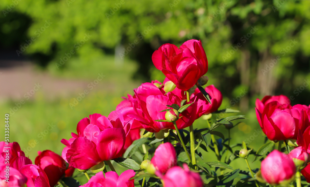 Close-up of fine-leaved pink peony (Scarlet Tanager ) with selective focus on a natural blurred pink-green background Close-up of fine-leaved pink peony (Scarlet Tanager ) with selective focus on a natural blurred pink-green background