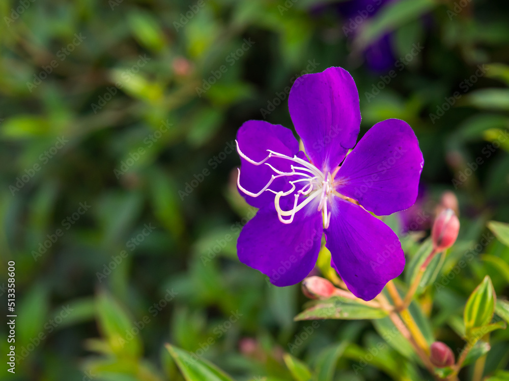 Purple flowers in garden