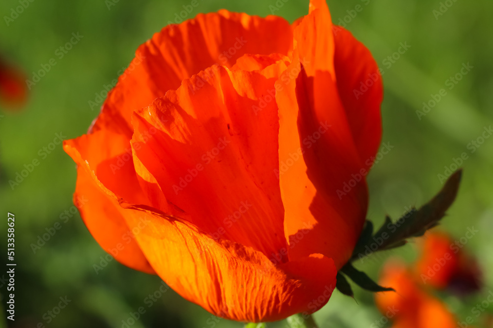 Fototapeta premium Close-up of poppy in backlight on a natural blurry green background