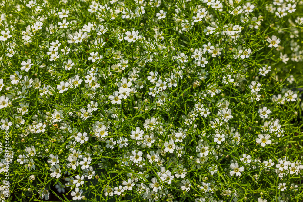 Beautiful natural pattern background of small white flowers. Sweden. Beautiful natural pattern background of small white flowers. Sweden.