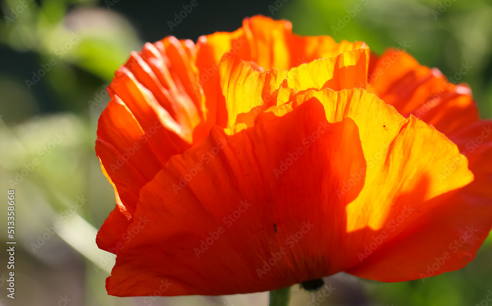 Close-up of poppy in sunlight with selective focus on a natural blurry green background 