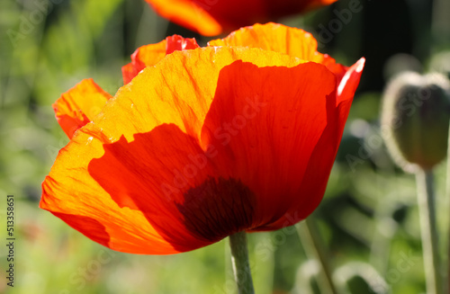 Close-up of poppy in sunlight with selective focus on a natural blurry green background 