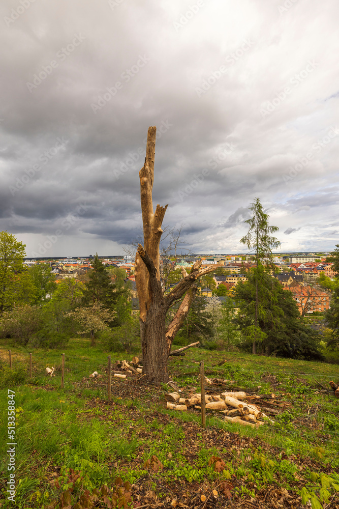 Beautiful view of dead tree trunk remains on beautiful cityscape under cloudy gray sky background. Sweden. 