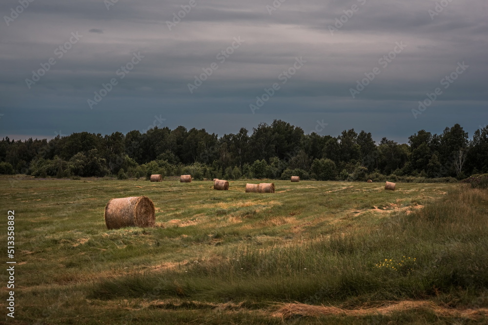 haystacks in the meadow in summer