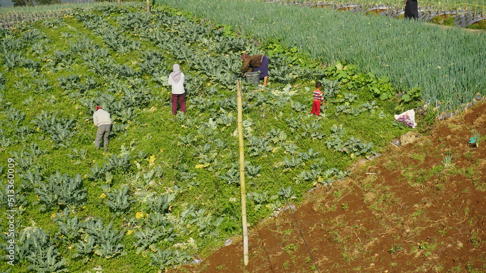 Farmers are working and harvesting vegetables in the vegetable garden. Farmers are working and harvesting vegetables in the vegetable garden.