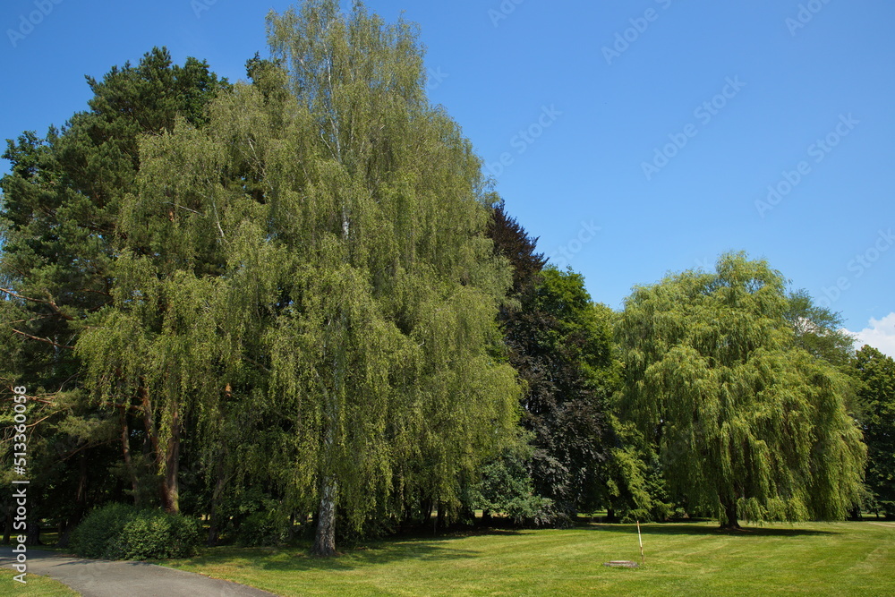 Large trees in public park Stromovka in Ceske Budejovice, South Bohemian, Czechia, Czech Republic, Europe, Central Europe
