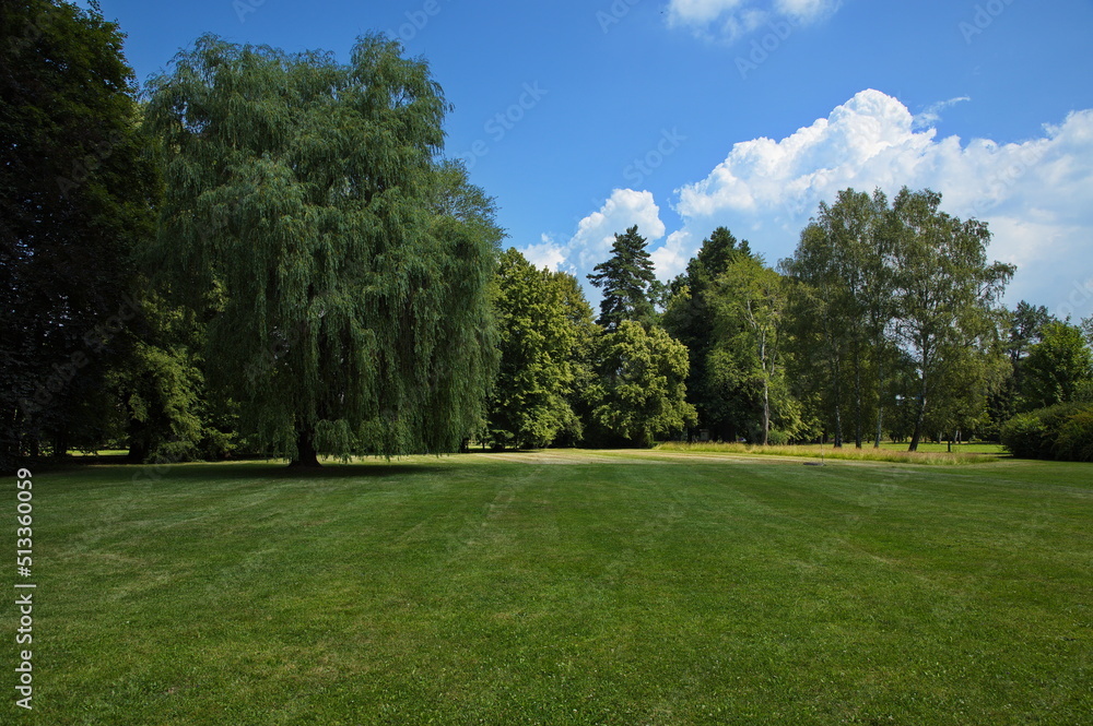 Large trees in public park Stromovka in Ceske Budejovice, South Bohemian, Czechia, Czech Republic, Europe, Central Europe
