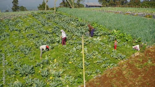 Farmers are working and harvesting vegetables in the vegetable garden.