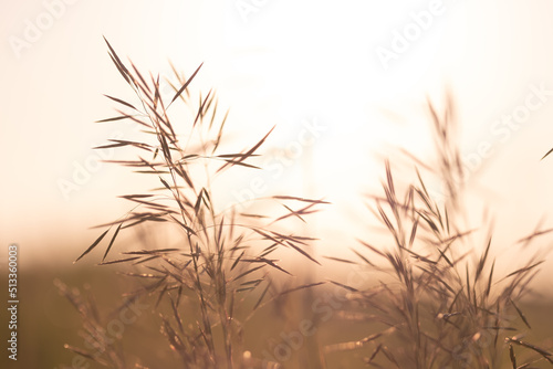 Meadow grass and flowers in the evening golden hour with blurred background. Summer  spring and autumn nature scenic backdrop. Beautiful  natural pampas and reeds plants on a field in sunset. Blur