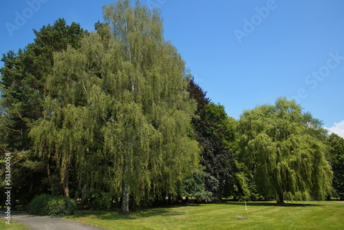 Large trees in public park Stromovka in Ceske Budejovice, South Bohemian, Czechia, Czech Republic, Europe, Central Europe  © kstipek