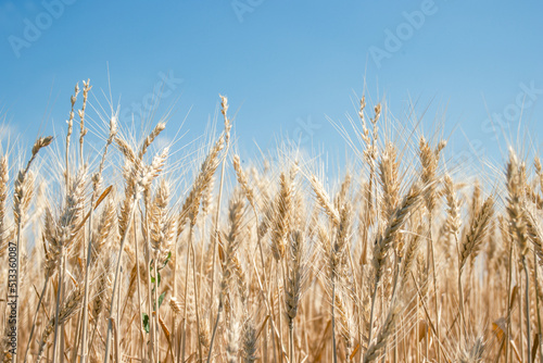 Field of Wheat Close Up with Blue Sky
