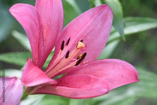 pink lily close up