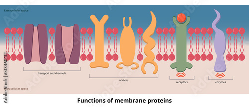 Functions of membrane proteins. Functions of protein visualization include transport, channels, receptors, and enzymes placed on cell membrane. photo