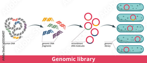 Genomic library. Stages of genomic library formation: developing of DNA fragments and their insertion into plasmids, plasmids introduction into bacteria.