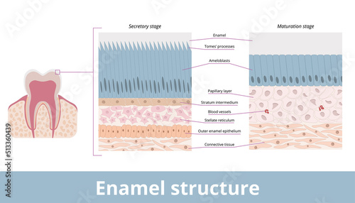 Enamel structure.	Enamel structure of human tooth on secretory and maturation stages, including ameloblasts, stellate reticulum, enamel space. photo