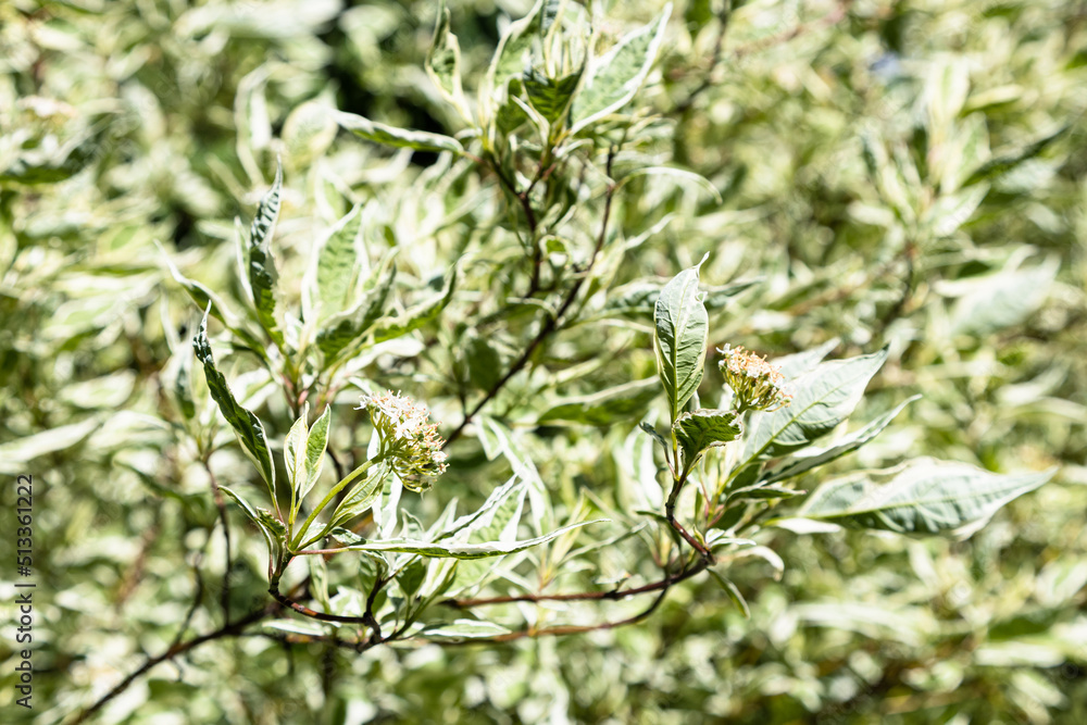 blossoming twig of cornus alba twig and foliage blossoming twig of cornus alba twig and foliage