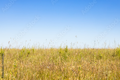 Billede på lærred blue sky over yellow green on field on hot sunny summer day (focus on purple flo