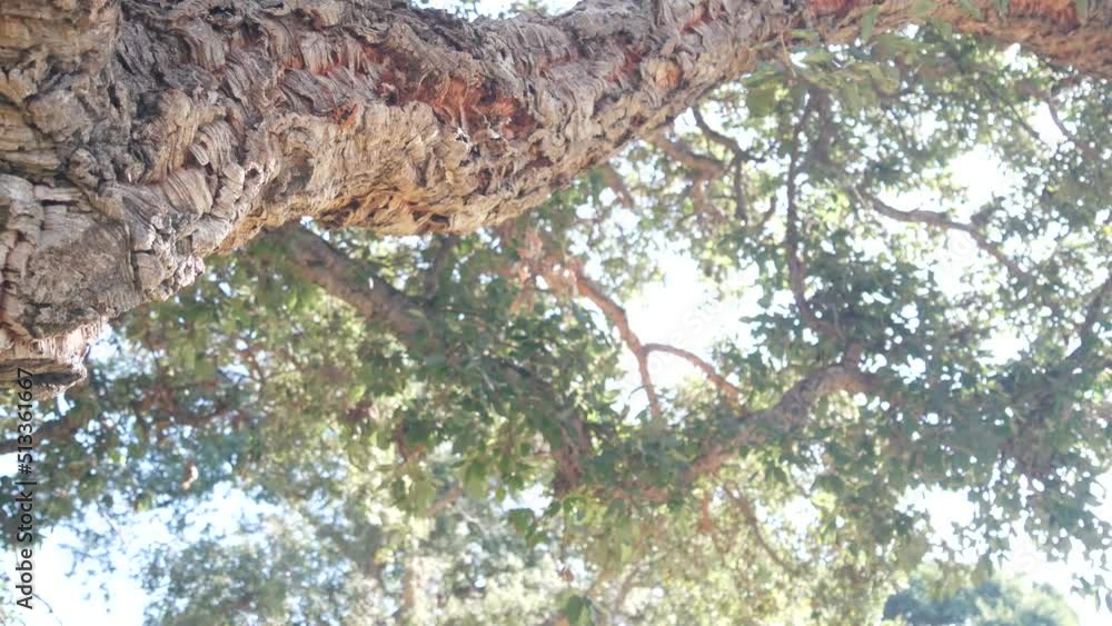 Big cork tree or large corkwood trunk, branches and canopy foliage from
