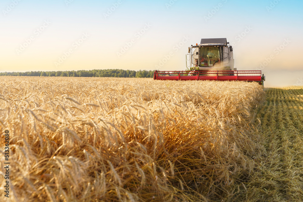 Fototapeta premium The combine harvester removes ripe wheat. Agricultural work, harvesting grain in the field.