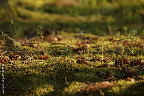 Green moss in a forest at sunset. Macro image, shallow depth of field. Blurred summer nature background..