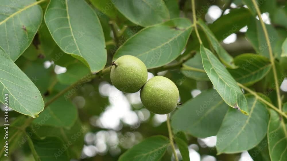Walnut tree with green nuts and foliage in summer. Food in the wild. Close-up Walnut tree with green nuts and foliage in summer. Food in the wild. Close-up
