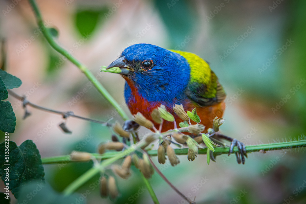 Painted Bunting Close-up