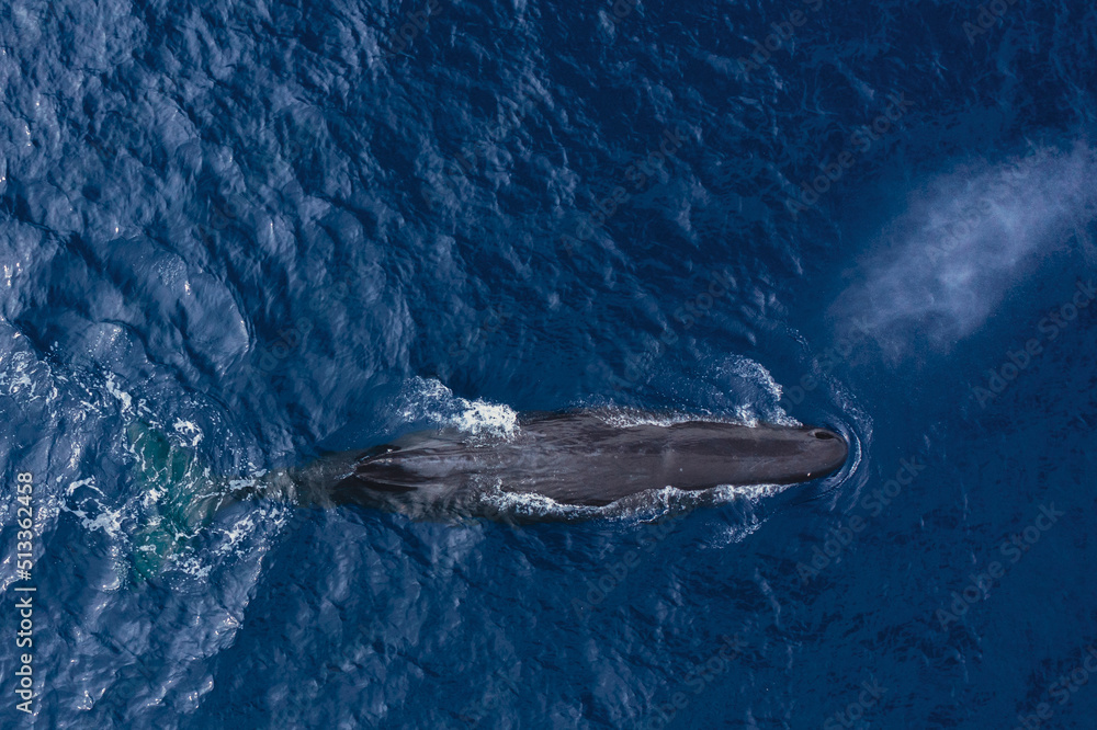 Obraz premium Aerial photo of a Sperm Whale in the ocean of Mauritius