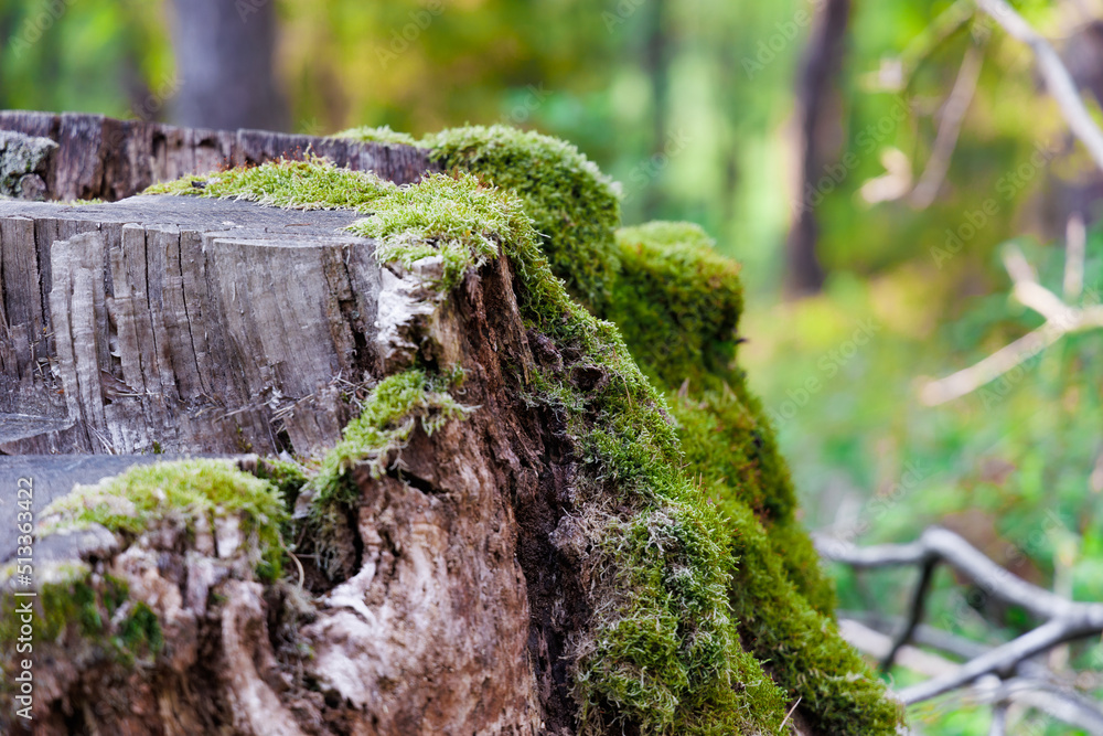 Close-up Photo of a moss-covered trunk against a blurry forest background. Close-up Photo of a moss-covered trunk against a blurry forest background.