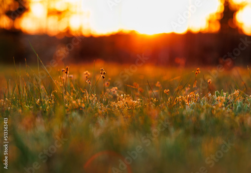 A photo of sunset in late spring over a meadow near the woods.