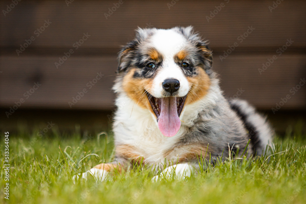 Fototapeta premium Australian shepherd blue merle puppy.