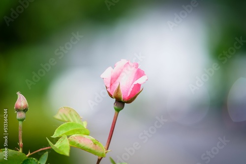 Closeup shot of a pink rose on the blurry background photo