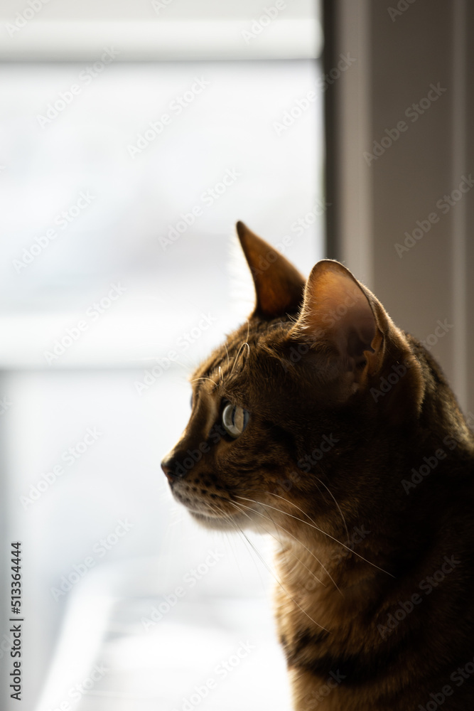 portrait of a luxurious bengal cat