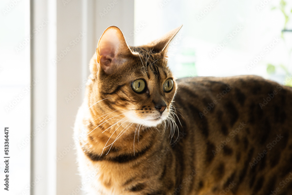portrait of a luxurious bengal cat