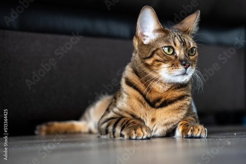 Wallpaper Mural  luxurious bengal cat. charismatic close-up portrait Torontodigital.ca