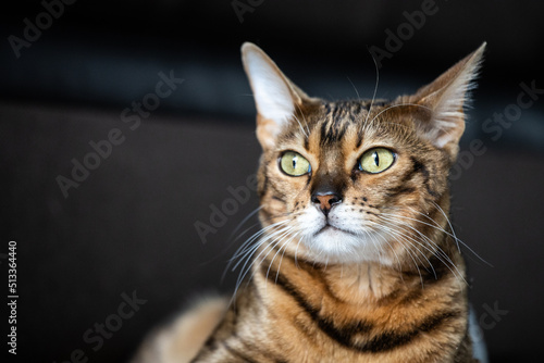  luxurious bengal cat. charismatic close-up portrait