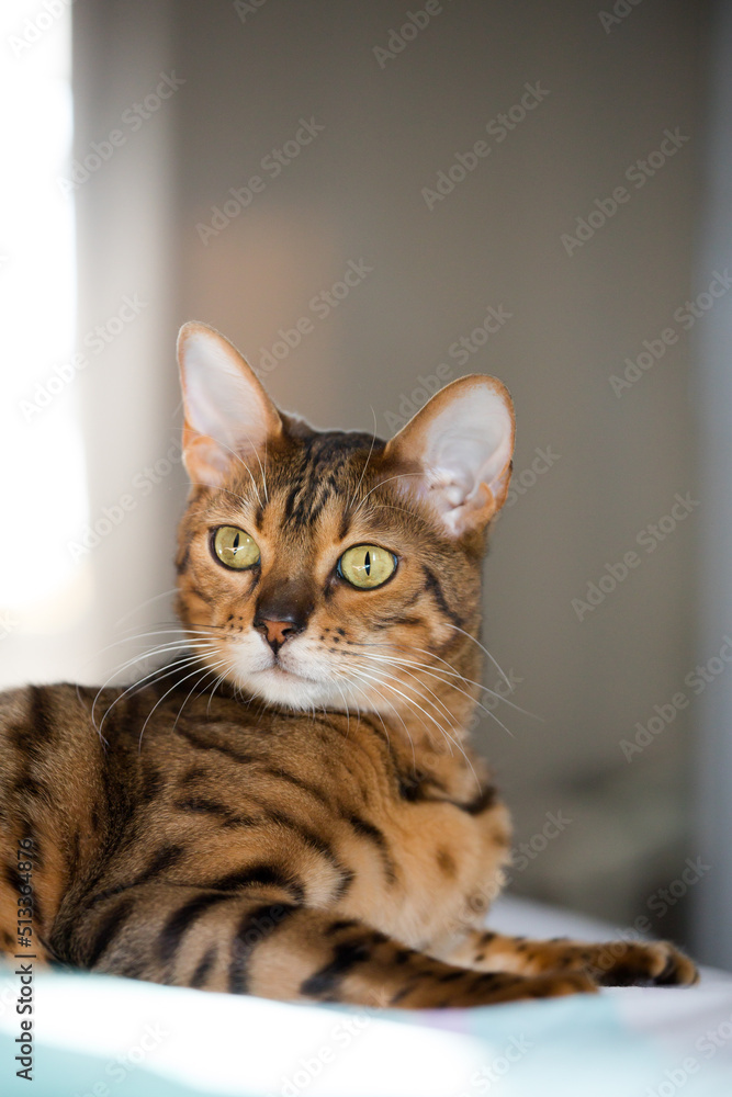 Bengal cat, in a bright modern apartment in daylight. Bengal cat, in a bright modern apartment in daylight.