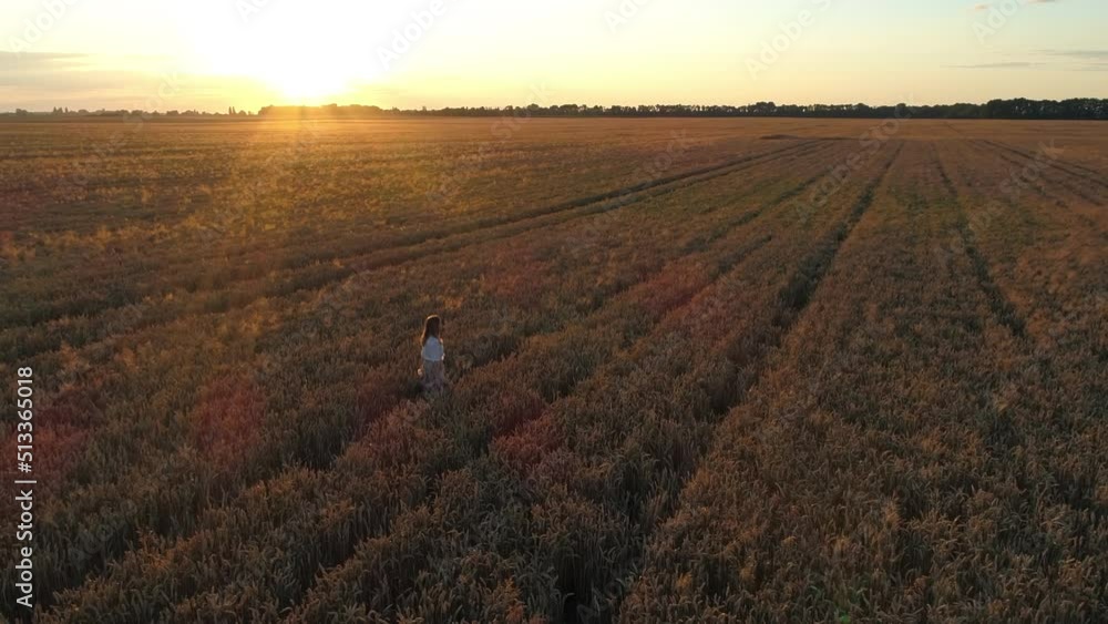 Aerial view woman walks among a wheat field at sunset. Drone flies over agricultural wheat field during sunrise. Drone shot beautiful summer landscape of a wheat field, sun and sky Aerial view woman walks among a wheat field at sunset. Drone flies over agricultural wheat field during sunrise. Drone shot beautiful summer landscape of a wheat field, sun and sky