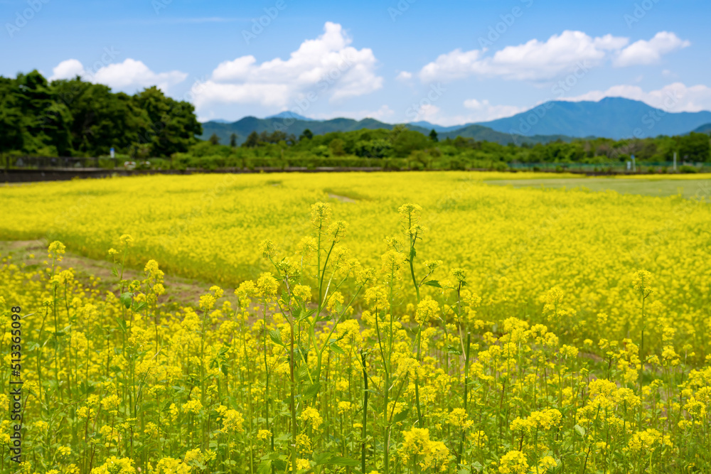 山梨県山中湖村　花の都公園のキカラシ