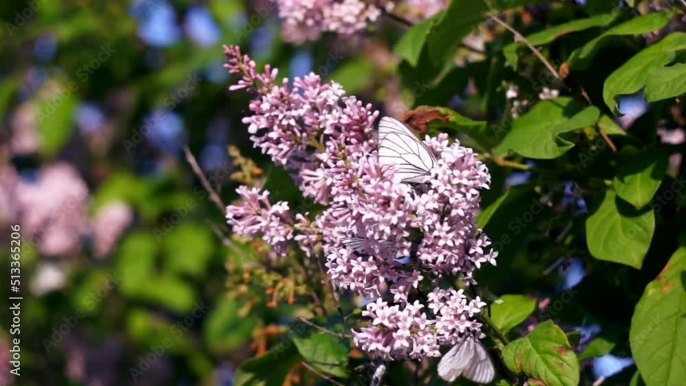 butterflies on a lilac branch butterflies on a lilac branch