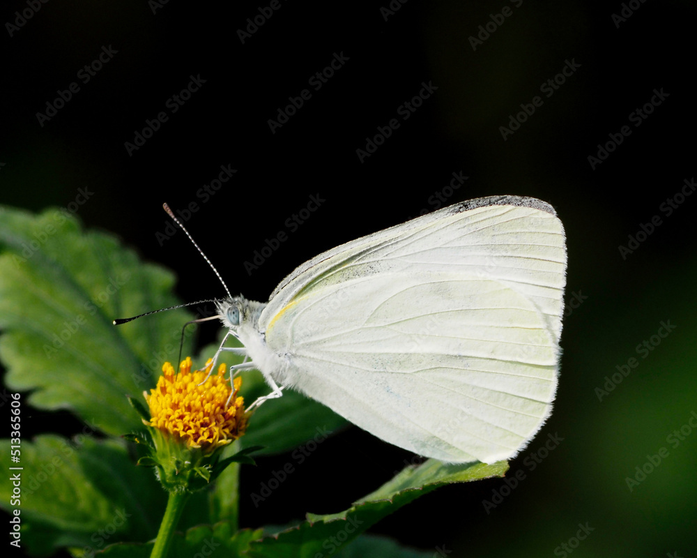 モンシロチョウ Pieris rapae